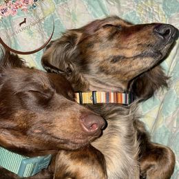 Dachshund puppies from Lovin’ Li’s Furry Sausages
