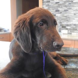 Boy 1 - Liver male Flat-Coated Retriever puppy in Kaanapali, Hawaii from Kaia Golden Flat Coat