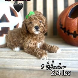 Bella - Red female Cavapoo puppy in Runaway Bay, Texas from Green Ranch Doodles