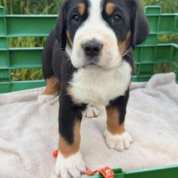Orange Girl - Black, white and red female Greater Swiss Mountain Dog puppy in Oregon City, Oregon from Runamuck's Greater Swiss Mountain Dogs