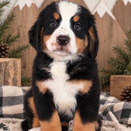 Rocky - Light Blue Boy - male Bernese Mountain Dog puppy in Redlands, California from Kiss The Doodlez