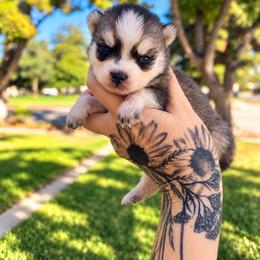 Girl 3 - Gray and white female Pomsky puppy in La Verne, California from Red Cedar Pomskies