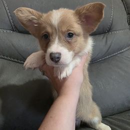 Sable Bluie Male - Blue male Pembroke Welsh Corgi puppy in Unicoi, Tennessee from East Tennessee Clark Corgis