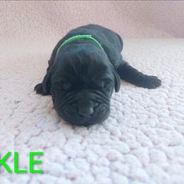 Pickles - Black male Labrador Retriever puppy in Prince George, Virginia from Kingdom Kenelz Labradors