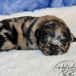 Boy 1 - Blue merle male Pomeranian puppy in Fort Jones, California from High Rocking Pom Poms
