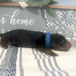 Royal Blue - Black and rust male Doberman Pinscher puppy in Fort Worth, Texas from Arkwatch Dobermans