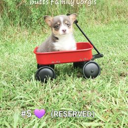 Puppy #5 - Gray and white American Corgi puppy in Cameron, North Carolina from Butts Family Corgis