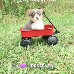 Puppy #5 - Gray and white American Corgi puppy in Cameron, North Carolina from Butts Family Corgis