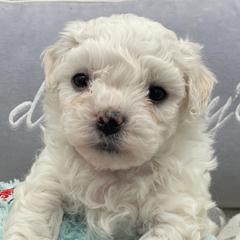 Bolognese Puppies from Blossom Bolognese