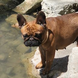 Eva - French Bulldog