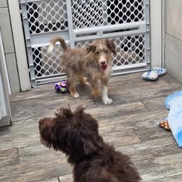 Coconut - Red merle male Aussiedoodle puppy in Lithia, Florida from Waterford Doodle Farm