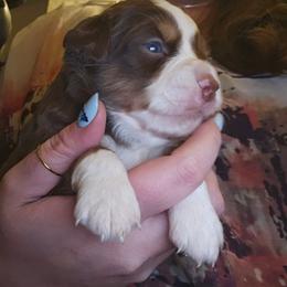 Bulma - Red tri female Miniature Australian Shepherd puppy in Arlington, Texas from CopperHead Aussies