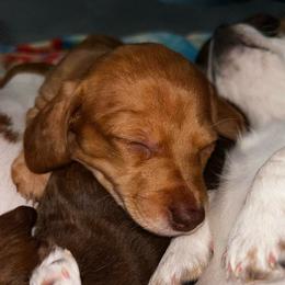 Red Dapple Female - Dapple female Dachshund puppy in Blackstone, Virginia from Cheyenne's Dachshunds