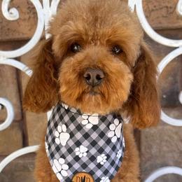 Yachtie - Poodle