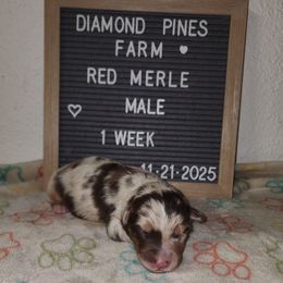 Blue - Red merle male Australian Shepherd puppy in Camp Verde, Arizona from Diamond Pines Farm