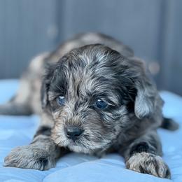Milky Way dark - Merle female Shihpoo puppy in Rush, New York from Care Bear Puppies