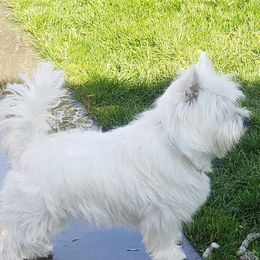 Teddy - West Highland White Terrier