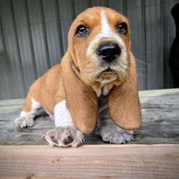 Basset Hound Puppies from Walkers Catuna Bassett Hounds