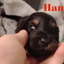 Ham - Black and tan male Dachshund puppy in Monitor, Washington from Shannon Dolly’s Dachshunds