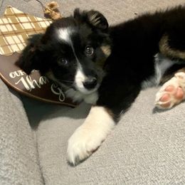 Miniature Australian Shepherd Puppies from Arch Hill Mini Aussies