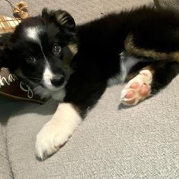 Miniature Australian Shepherd Puppies from Arch Hill Mini Aussies