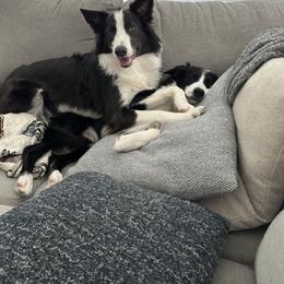 American Corgi and Border Collie Puppies from Duncan's Border Collies and Corgis