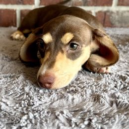 Cali Girl - Dachshund