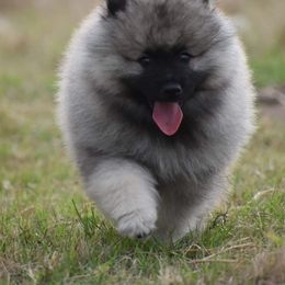 Keeshond Puppies from Anna Boehringer