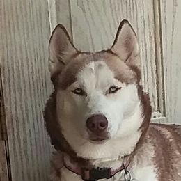 Rylie  - Alaskan Husky