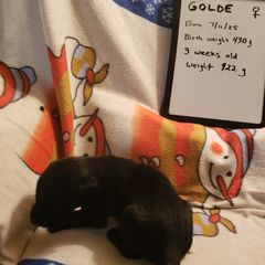 Golde - Black female Flat-Coated Retriever puppy in Stillwater, Minnesota from Whirlwind Flat-Coated Retrievers
