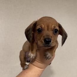 Red Girl - Red female Dachshund puppy in Angleton, Texas from 4LH Australian shepherds