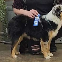 Ruby - Miniature Australian Shepherd