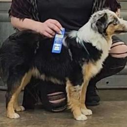 Ruby - Miniature Australian Shepherd