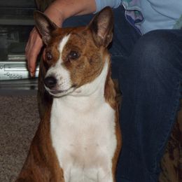 Basenji All Grown Up from WayCon kennels
