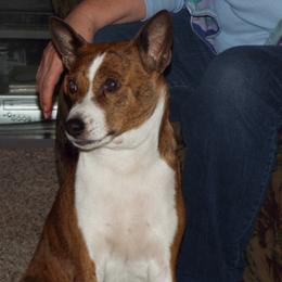 Basenji All Grown Up from WayCon kennels