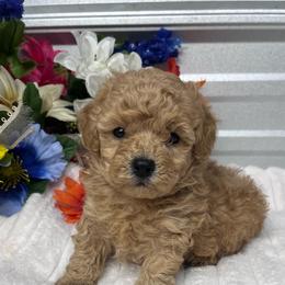 Starr - Red  female Poodle puppy in Elgin, South Carolina from Silver Bells Paw Prints