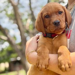 Lightening - red collar - Yellow male Labrador Retriever puppy in Archer Lodge, North Carolina from Archer Lodge Labradors