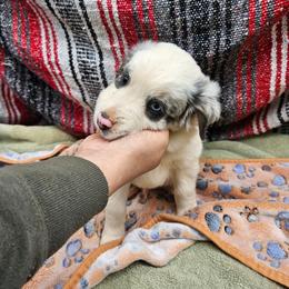 Light Blue tri merle - Blue merle male Miniature Australian Shepherd puppy in Park Hills, Missouri from Valintina's MAS