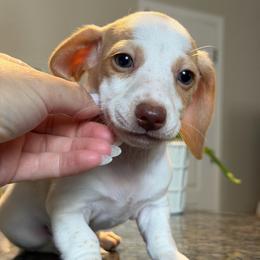 Ready Now - Partial Blue Eyes Extreme Choc Based Red Dapple Piebald Female - Dapple female Dachshund puppy in Horizon City, Texas from Micah's Minis