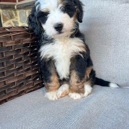 Oliver - Tri-color male Bernedoodle puppy in Holtwood, Pennsylvania from Country Ridge Puppies