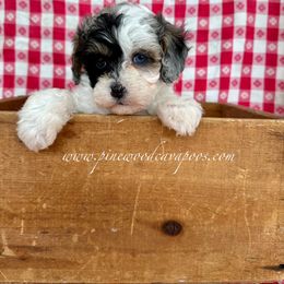 Cavapoo Puppies from Pinewood Cavapoos