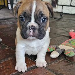 Bichon Frise and French Bulldog Puppies from Michael & Nataliya's Pups
