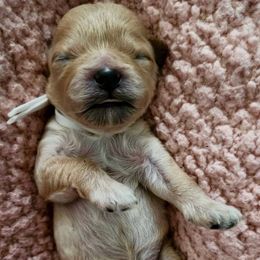 White collar male - Liver and white male Shihpoo puppy in Williamsville, New York from Nell’s Doodle & Dolls