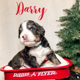 Darrel - Tri-color male Bernedoodle puppy in Boiling Springs, South Carolina from OlliePups, LLC