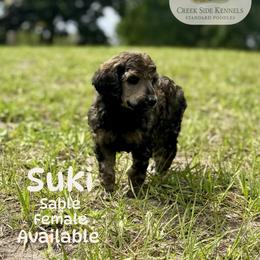 Suki - Sable female Poodle puppy in Jacksonville, Florida from Creek Side Kennels