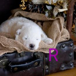 Purple - White female Samoyed puppy in Salem, Utah from Happy Valley Sammies