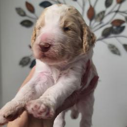 Black collar - White male Poodle puppy in Colorado Springs, Colorado from Silly's Standard Poodles