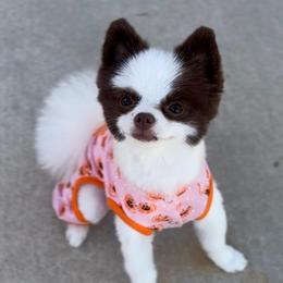 Tootsie - Pomeranian