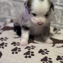 Australian Shepherd Puppies from Blue Creek Farm