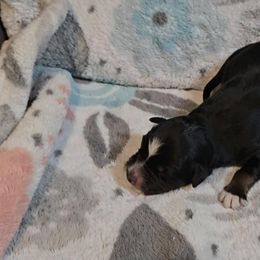 Australian Shepherd Puppies from Nicole Brinton